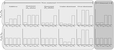 Interspecific Hybridization May Provide Novel Opportunities for Coral Reef Restoration